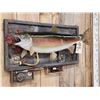 Image 3 : 31" Rainbow Trout Real Skin Fish Taxidermy
