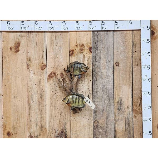 2 Big FAT Bluegill Real Skin Fish Taxidermy