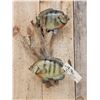 Image 2 : 2 Big FAT Bluegill Real Skin Fish Taxidermy
