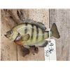 Image 3 : 2 Big FAT Bluegill Real Skin Fish Taxidermy