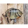 Image 4 : 2 Big FAT Bluegill Real Skin Fish Taxidermy