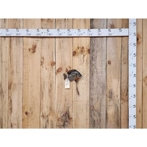 10" Bluegill Real Skin Fish Taxidermy