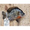Image 2 : 10" Bluegill Real Skin Fish Taxidermy