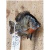 Image 3 : 10" Bluegill Real Skin Fish Taxidermy