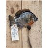 Image 4 : 10" Bluegill Real Skin Fish Taxidermy