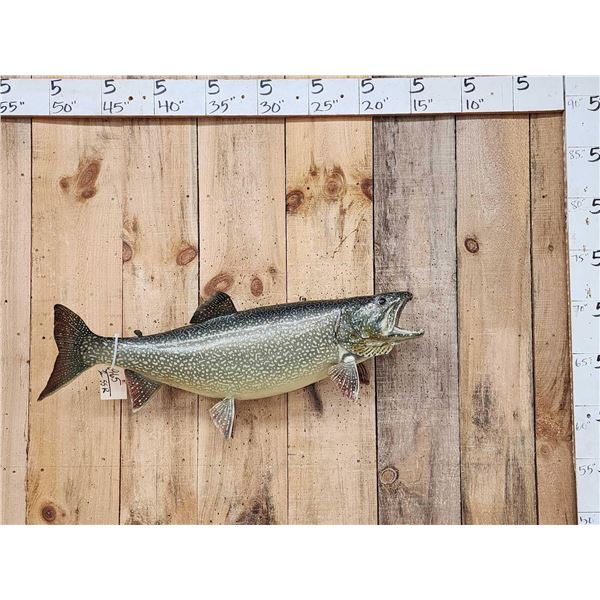 36" Lake Trout Real Skin Fish Taxidermy