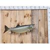Image 1 : 36" Lake Trout Real Skin Fish Taxidermy