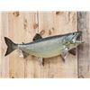 Image 2 : 36" Lake Trout Real Skin Fish Taxidermy