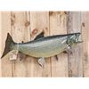 Image 3 : 36" Lake Trout Real Skin Fish Taxidermy