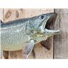 Image 4 : 36" Lake Trout Real Skin Fish Taxidermy