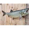 Image 5 : 36" Lake Trout Real Skin Fish Taxidermy