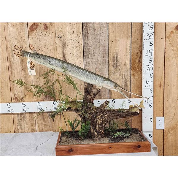 43" Long Nose Gar Real Skin Fish Taxidermy