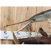 Image 5 : 43" Long Nose Gar Real Skin Fish Taxidermy