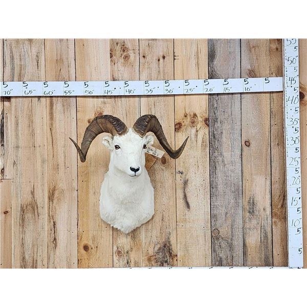 Alaskan Dall Sheep Shoulder Mount Taxidermy