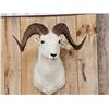 Image 2 : Alaskan Dall Sheep Shoulder Mount Taxidermy