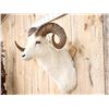 Image 3 : Alaskan Dall Sheep Shoulder Mount Taxidermy