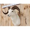 Image 4 : Alaskan Dall Sheep Shoulder Mount Taxidermy