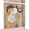 Image 5 : Alaskan Dall Sheep Shoulder Mount Taxidermy