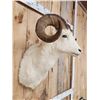 Image 6 : Alaskan Dall Sheep Shoulder Mount Taxidermy