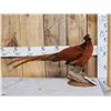 Image 1 : Gorgeous Ringneck / Reeves Cross Copper Pheasant Full Body Bird Taxidermy