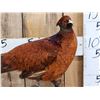 Image 2 : Gorgeous Ringneck / Reeves Cross Copper Pheasant Full Body Bird Taxidermy