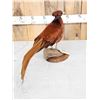 Image 3 : Gorgeous Ringneck / Reeves Cross Copper Pheasant Full Body Bird Taxidermy