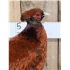 Image 4 : Gorgeous Ringneck / Reeves Cross Copper Pheasant Full Body Bird Taxidermy