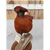 Image 6 : Gorgeous Ringneck / Reeves Cross Copper Pheasant Full Body Bird Taxidermy