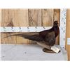 Image 1 : Gorgeous Ringneck/Reeves Cross Pheasant Full Body Bird Taxidermy