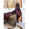 Image 2 : Gorgeous Ringneck/Reeves Cross Pheasant Full Body Bird Taxidermy