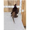 Image 3 : Gorgeous Ringneck/Reeves Cross Pheasant Full Body Bird Taxidermy