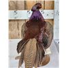 Image 4 : Gorgeous Ringneck/Reeves Cross Pheasant Full Body Bird Taxidermy