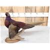 Image 5 : Gorgeous Ringneck/Reeves Cross Pheasant Full Body Bird Taxidermy