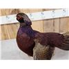 Image 6 : Gorgeous Ringneck/Reeves Cross Pheasant Full Body Bird Taxidermy