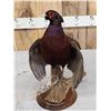 Image 7 : Gorgeous Ringneck/Reeves Cross Pheasant Full Body Bird Taxidermy