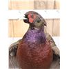 Image 8 : Gorgeous Ringneck/Reeves Cross Pheasant Full Body Bird Taxidermy