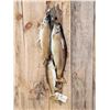 Image 2 : Stringer Of Trout Real Skin Fish Taxidermy