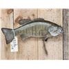 Image 2 : 21" Smallmouth Bass Real Skin Fish Taxidermy