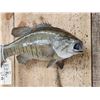 Image 3 : 21" Smallmouth Bass Real Skin Fish Taxidermy