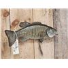 Image 4 : 21" Smallmouth Bass Real Skin Fish Taxidermy