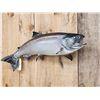 Image 2 : 36" King Salmon Real Skin Fish Taxidermy