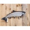 Image 3 : 36" King Salmon Real Skin Fish Taxidermy