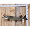 Image 1 : 40" Northern Pike Real Skin Fish Taxidermy