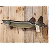 Image 2 : 40" Northern Pike Real Skin Fish Taxidermy