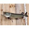 Image 3 : 40" Northern Pike Real Skin Fish Taxidermy