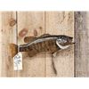 Image 2 : 19" Smallmouth Bass Real Skin Fish Taxidermy