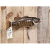 Image 4 : 19" Smallmouth Bass Real Skin Fish Taxidermy