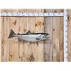Image 1 : 36" King Salmon Real Skin Fish Taxidermy