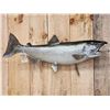 Image 2 : 36" King Salmon Real Skin Fish Taxidermy