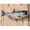 Image 3 : 36" King Salmon Real Skin Fish Taxidermy